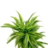 Dracaena Lemon Lime - Drakenbloedboom