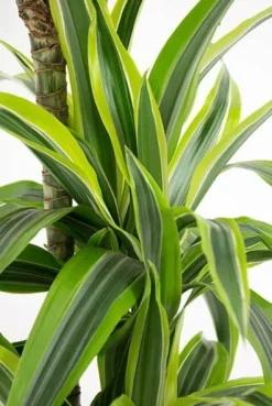 Dracaena Lemon Lime - Drakenbloedboom