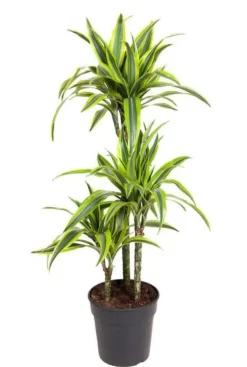 Dracaena Lemon Lime - Drakenbloedboom