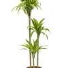 Dracaena Lemon Lime - Drakenbloedboom