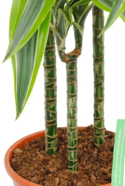 Dracaena Lemon Lime - Drakenbloedboom