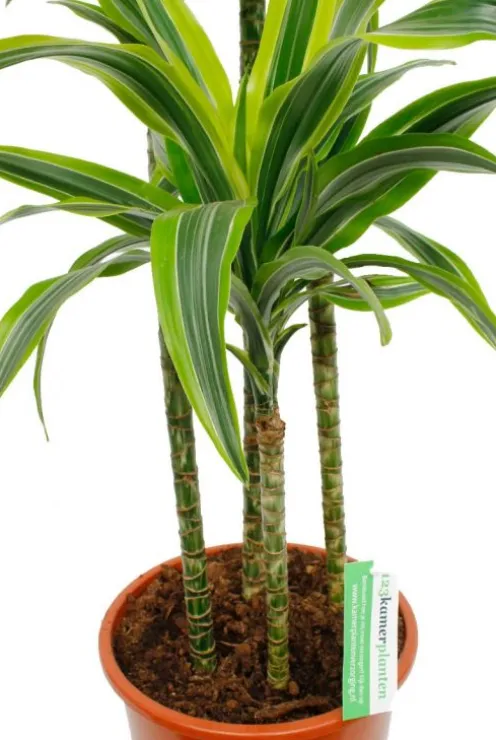 Dracaena Lemon Lime - Drakenbloedboom