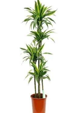 Dracaena Lemon Lime - Drakenbloedboom