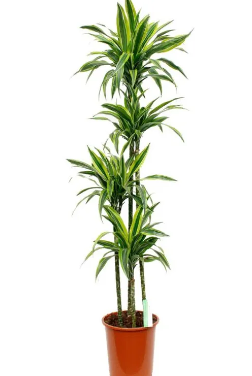 Dracaena Lemon Lime - Drakenbloedboom