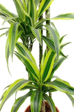 Dracaena Lemon Lime - Drakenbloedboom