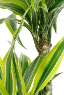 Dracaena Lemon Lime - Drakenbloedboom