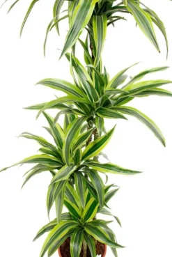 Dracaena Lemon Lime - Drakenbloedboom