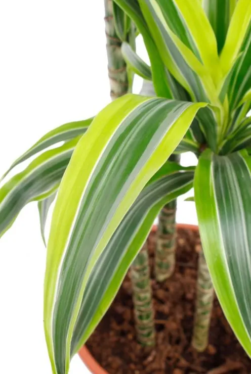 Dracaena Lemon Lime - Drakenbloedboom