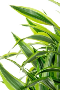 Dracaena Lemon Lime - Drakenbloedboom