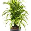Dracaena Lemon Lime - Drakenbloedboom