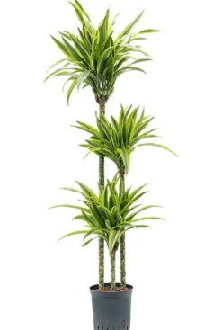 Dracaena lemon lime - Drakenbloedboom