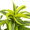 Dracaena lemon surprise - Drakenbloedboom