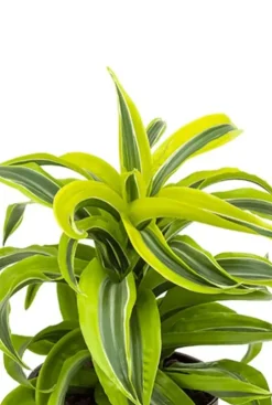Dracaena lemon surprise - Drakenbloedboom