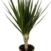 Dracaena Marginata - Drakenbloedboom