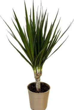 Dracaena Marginata - Drakenbloedboom
