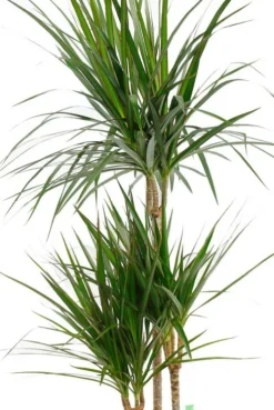 Dracaena Marginata - Drakenbloedboom