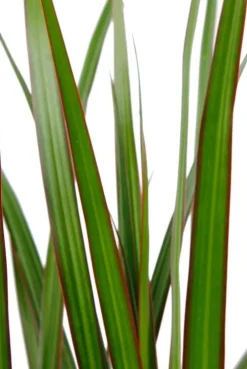 Dracaena Marginata - Drakenbloedboom