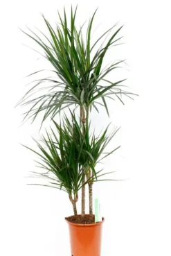 Dracaena Marginata - Drakenbloedboom