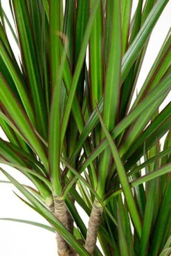 Dracaena Marginata - Drakenbloedboom