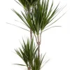 Dracaena Marginata - Drakenbloedboom