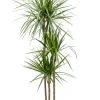 Dracaena marginata - Drakenbloedboom