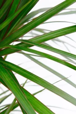 Dracaena marginata - Drakenbloedboom