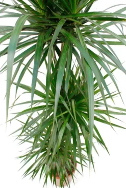 Dracaena Marginata - Drakenbloedboom