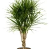Dracaena Marginata - Drakenbloedboom