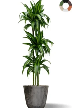 Dracaena plant in sierpot