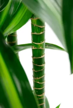 Dracaena plant in sierpot