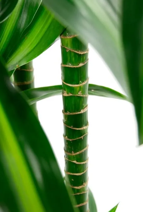 Dracaena plant in sierpot
