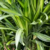 Dracaena Riki - Drakenbloedboom