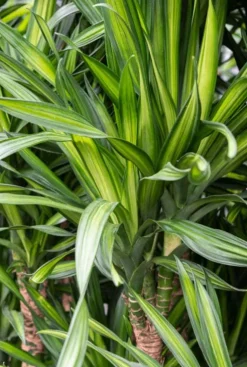 Dracaena Riki - Drakenbloedboom