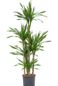 Dracaena Riki - Drakenbloedboom