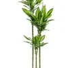 Dracaena Stedneri Cintho - Drakenbloedboom