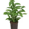Dracaena surculosa