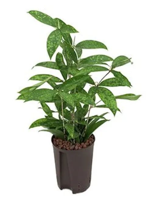 Dracaena surculosa