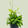 Dracaena surculosa - Drakenbloedboom