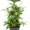Dracaena surculosa - Drakenbloedboom
