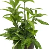 Dracaena surculosa - Drakenbloedboom