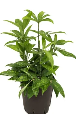 Dracaena surculosa - Drakenbloedboom