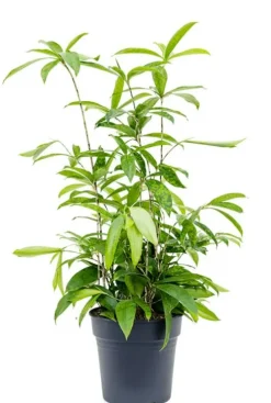 Dracaena Surculosa - Drakenbloedboom