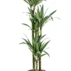 Dracaena Warneckei - Drakenbloedboom
