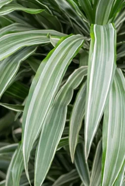Dracaena Warneckei - Drakenbloedboom