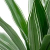 Dracaena Warneckei - Drakenbloedboom