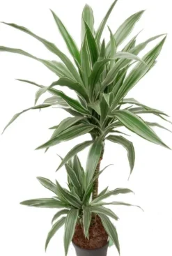 Dracaena Warneckei - Drakenbloedboom