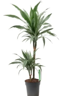 Dracaena Warneckei - Drakenbloedboom