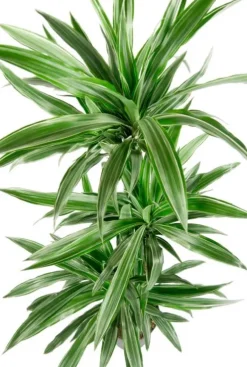 Dracaena Warneckei - Drakenbloedboom