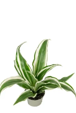 Dracaena White Jewel - Stekje
