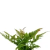 Dryopteris erythrosora - Rode sluiervaren